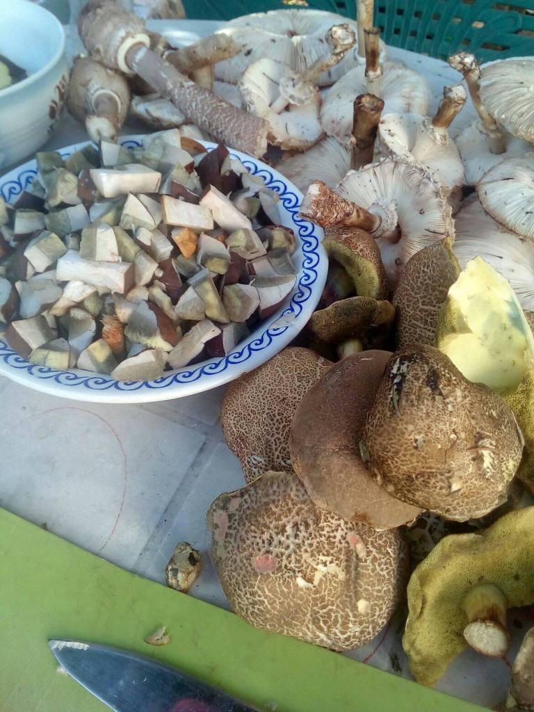 houby říjen